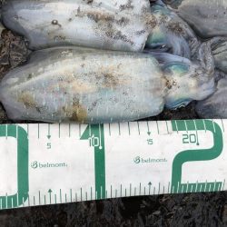 2022 佐渡ヶ島エギング 12回目